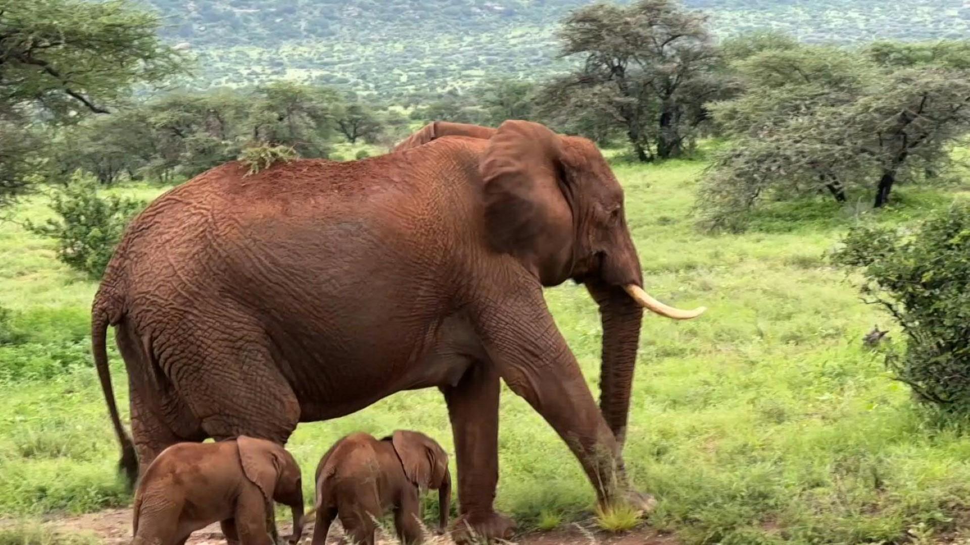 Par de g&ecirc;meos nascidos em Samburu em 2006 n&atilde;o conseguiu sobreviver mais do que alguns dias