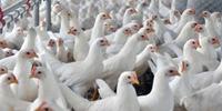 Rio Grande do Sul é o terceiro Estado em exportações do setor