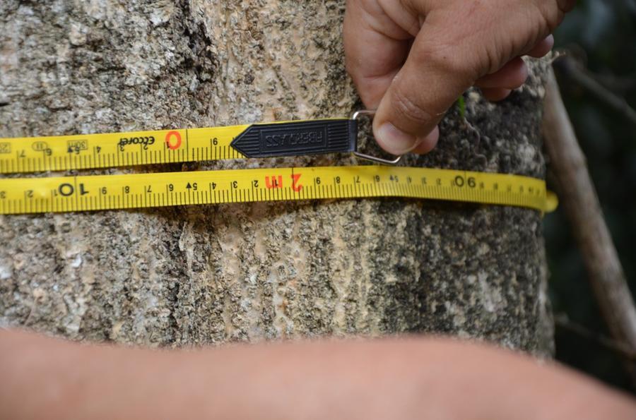 Concurso busca identificar e premiar os maiores exemplares arb&oacute;reos de erva-mate existentes no Estado