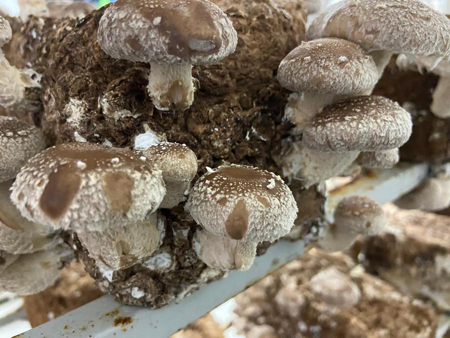 O empreendimento al&eacute;m de rent&aacute;vel &eacute; um exemplo de sustentabilidade