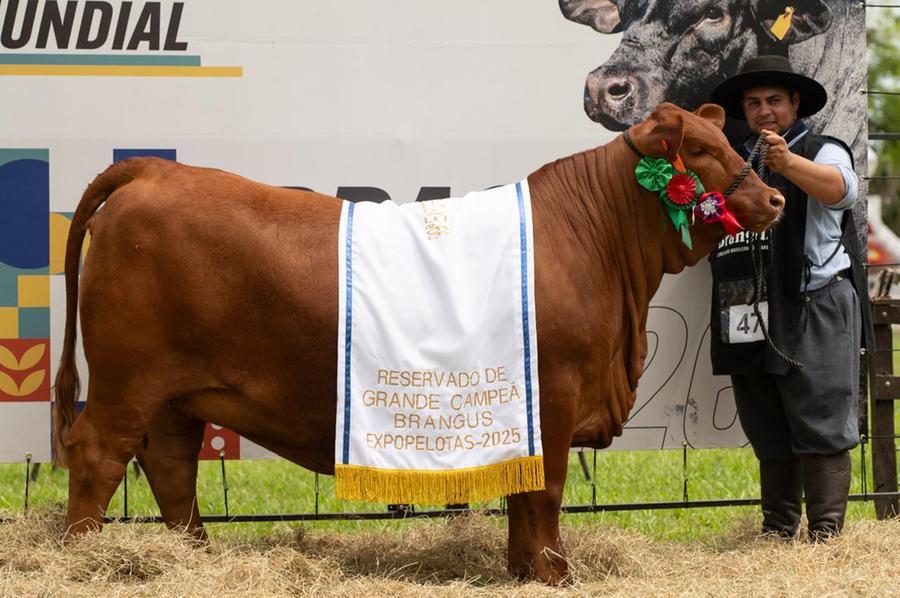 F&ecirc;mea de tatuagem M1060FIV, reservada grande campe&atilde; Brangus