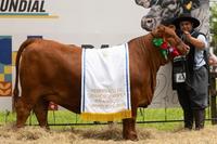 Recalada estreia na ExpoPelotas Brangus com vitórias