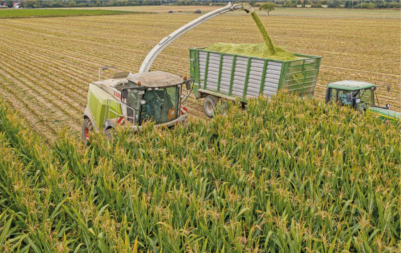 A KWS possui um programa de melhoramento de h&iacute;bridos especialmente para a produ&ccedil;&atilde;o de silagem