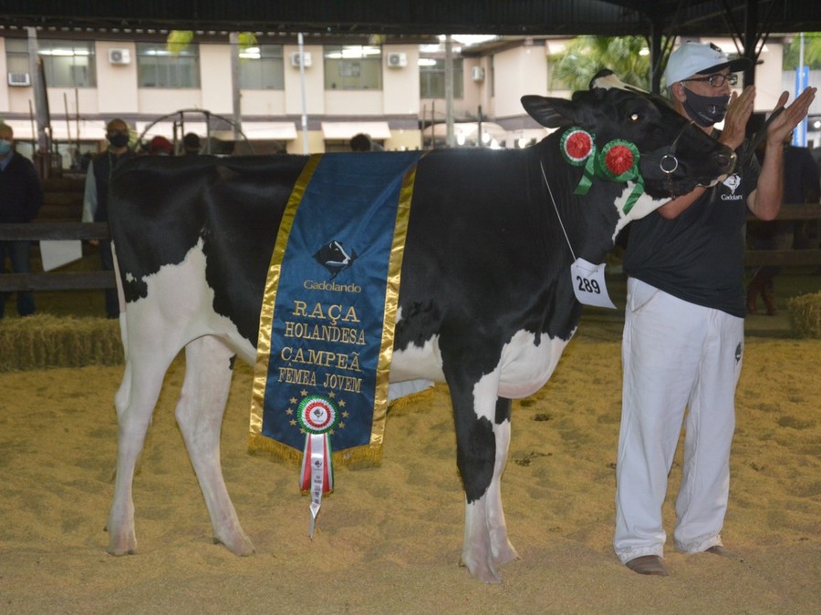 Grande Campeã Fêmea Jovem da raça Holandesa tem apenas 13 meses Grande Campeã Fêmea Jovem da raça Holandesa tem apenas 13 meses