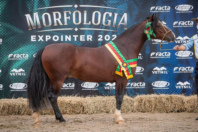 A grande campe&atilde; Basca Const&acirc;ncia