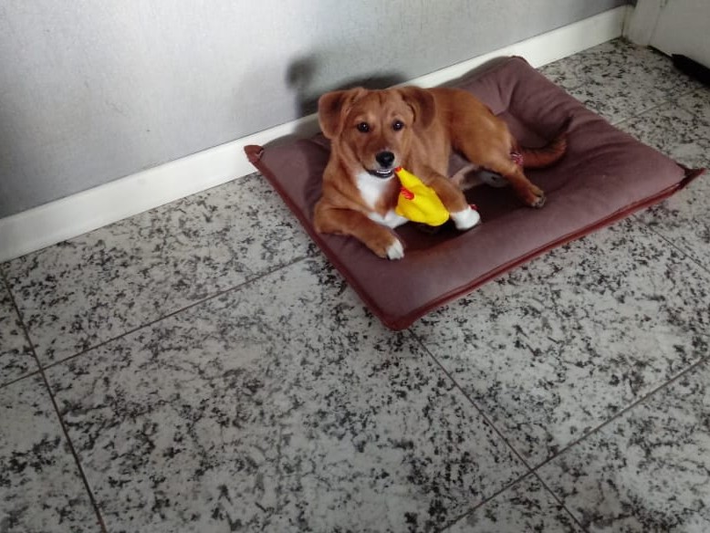 É aconselhável estimular o pet a brincar sozinho É aconselhável estimular o pet a brincar sozinho