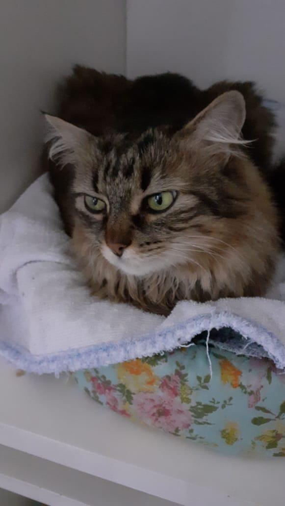 Orelhas eretas, voltadas para &ldquo;fora&rdquo; e olhos mais estreitos, por exemplo, sugerem que ele est&aacute; bravo