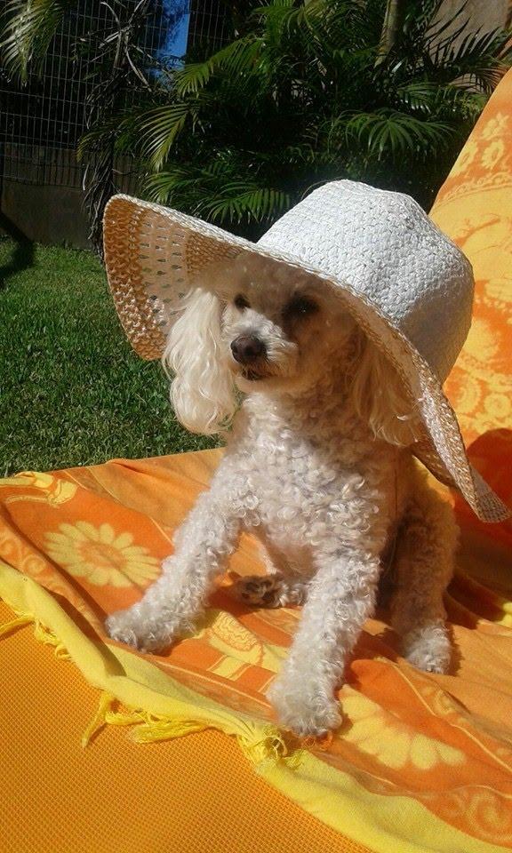 &Eacute; aconselhado que as sa&iacute;das sejam r&aacute;pidas, em hor&aacute;rios com um menor n&uacute;mero de pessoas, para evitar a exposi&ccedil;&atilde;o do tutor e o contato com outros animais