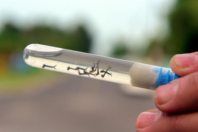 Dengue: especialista esclarece sobre preven&ccedil;&atilde;o, est&aacute;gios da doen&ccedil;a e estudos de vacinas