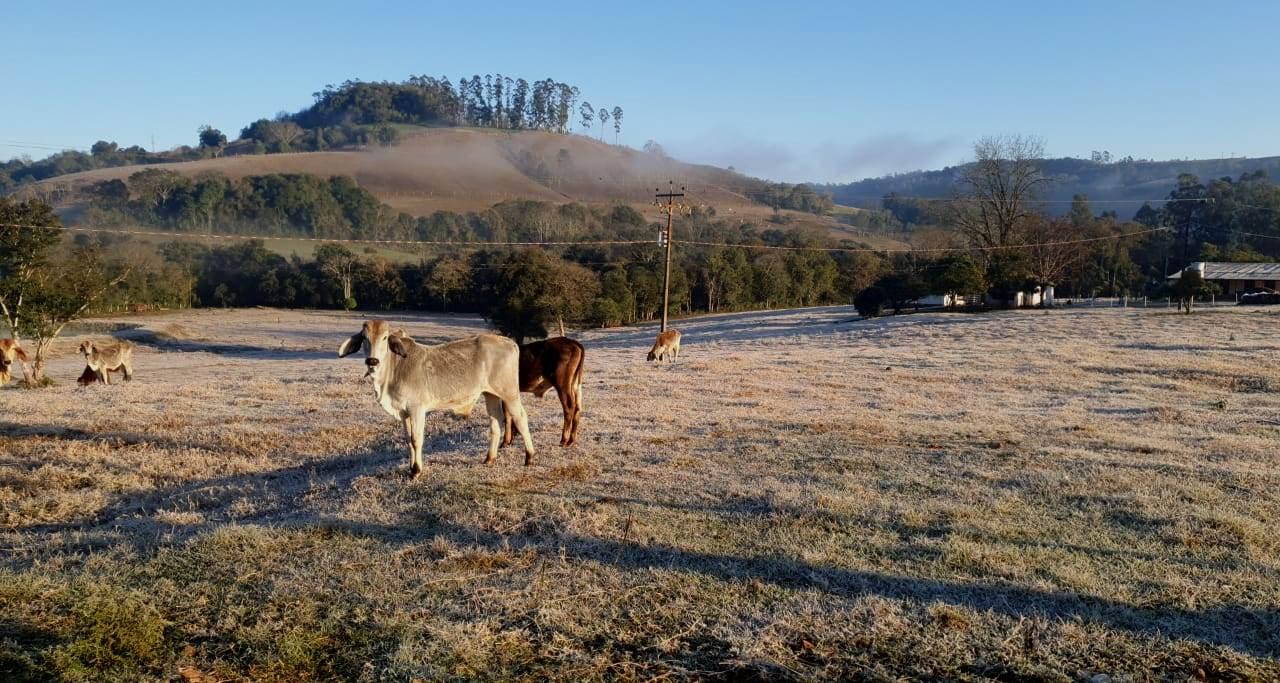 As pastagens naturais ficaram cobertas pelo gelo