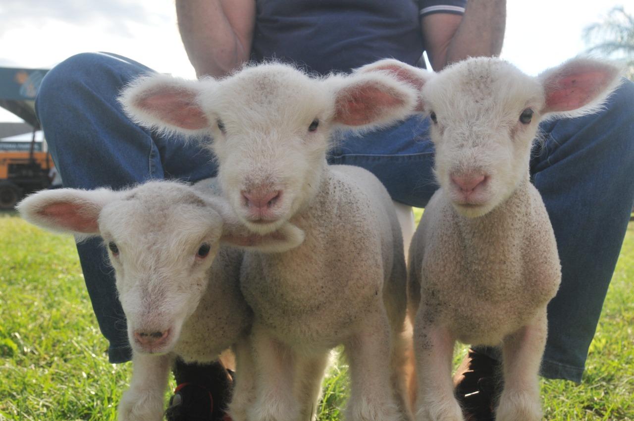 Cordeiros foram vistos na janela do bolicho