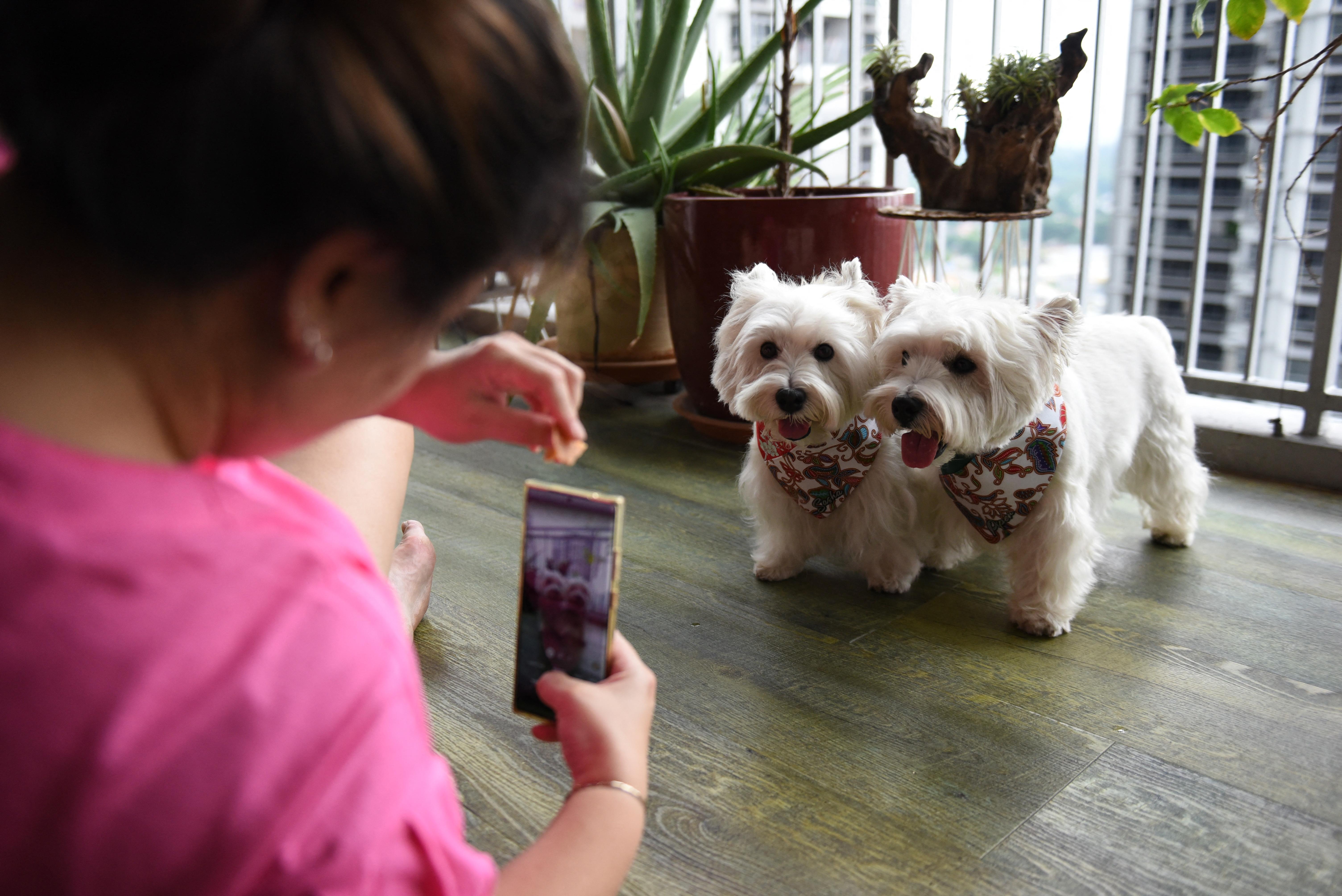 Os dois c&atilde;es t&ecirc;m 24 mil seguidores no Instagram e ganham em m&eacute;dia 500 d&oacute;lares da Singapura