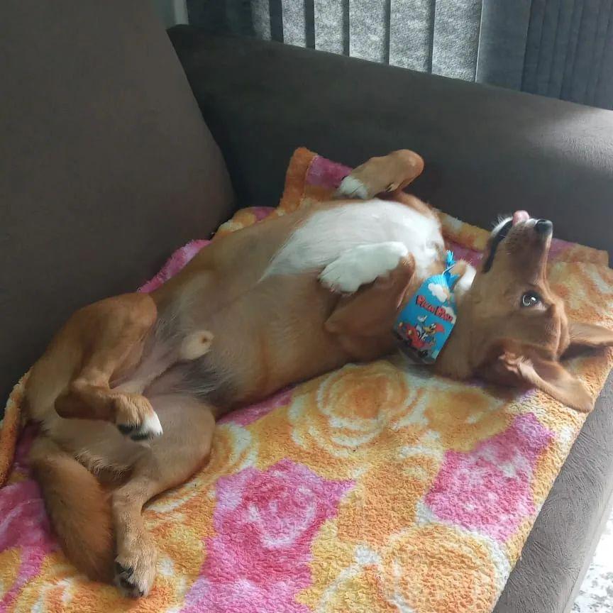 Um c&atilde;o precisa de rotina, hor&aacute;rios regulares e exerc&iacute;cios f&iacute;sicos