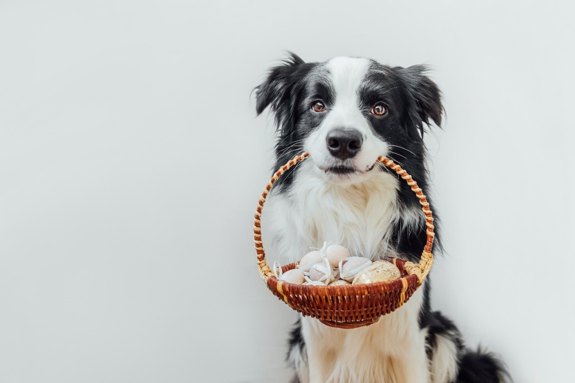 Entre os alimentos que fazem parte das comemora&ccedil;&otilde;es de P&aacute;scoa, o chocolate &eacute; um dos maiores vil&otilde;es para os pets