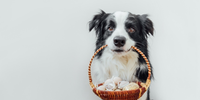 Entre os alimentos que fazem parte das comemorações de Páscoa, o chocolate é um dos maiores vilões para os pets