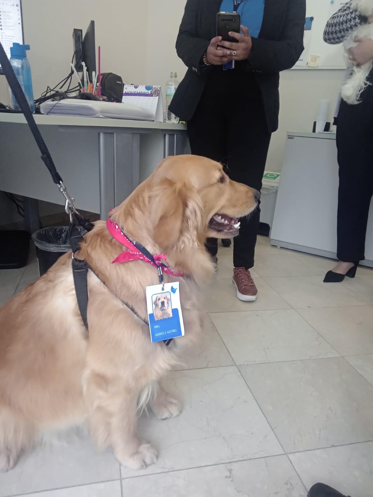Golden Mel passar&aacute; o dia na companhia da tutora Vanessa Rangel nas depend&ecirc;ncias do hospital