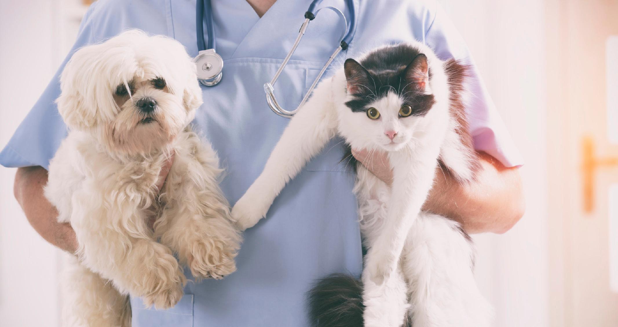 Empresas est&atilde;o inovando e investindo em tecnologia para atender os pets