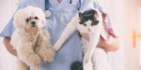 Empresas estão inovando e investindo em tecnologia para atender os pets