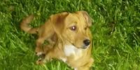 Maltratar e abandonar animas é crime em Porto Alegre