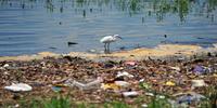 Garças em meio aos resíduos no Lago Guaíba, Porto Alegre.