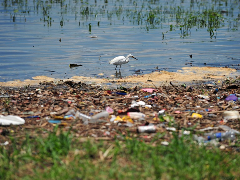 Garças em meio aos resíduos no Lago Guaíba, Porto Alegre. Garças em meio aos resíduos no Lago Guaíba, Porto Alegre.
