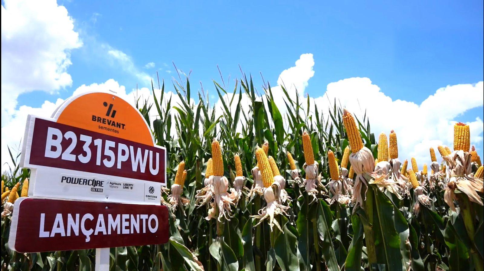 Variedade lan&ccedil;ada no Show Rural Coopavel obt&eacute;m florescimento at&eacute; sete dias antes que as atualmente utilizadas