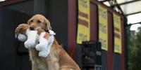 Cachorros de estimação surgiram no Nepal e Mongólia, diz estudo