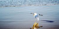 No último dia 15, Ministério da Agricultura confirmou três casos em aves silvestres marinha capturadas no Espírito Santo