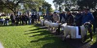 O presidente da Arco, Edemundo Gressler, acredita que pela qualidade genética dos animais a Fenovinos deve selecionar animais vencedores credenciados para disputar os grandes campeonatos na Expointer deste ano.