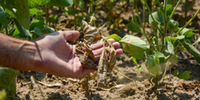 Entidades esperavam anúncio de programa específico para socorrer agricultores prejudicados por falta de chuva nas duas últimas safras