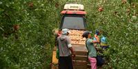 Aumento da população ocupada do agronegócio foi puxado por empregados com carteira assinada e por mulheres