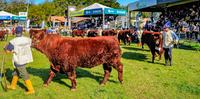 A Associação Brasileira de Criadores de Devon e Bravon vai premiar, além dos animais campeões, pecuaristas jovens e mulheres criadoras com os troféus Jovem Expositor e Chiripá.