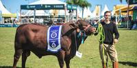 Grande Campeão macho pertence à Cabanha 53, de Lagoa Vernelha