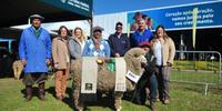 Cabanha Santa Camila recebe prêmio entre as fêmeas da raça Merino Australiano 