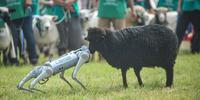 Uma ovelha da raça crioula interagiu com o cão robô 'Cusco Tech' durante um desfile na Expointer 2023.