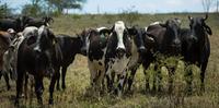 Exportações de carne bovina aumentam em novembro