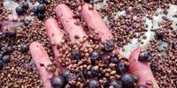 Sementes das uvas utilizadas para a fabricação são orgânicas e respeitam os períodos de colheita de cada safra