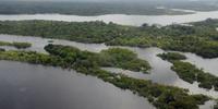 Brasil tem perda em florestas naturais 