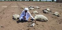 Animais também sofreram com o calor extremo no norte da Índia