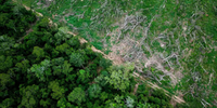 Supermercados britânicos e europeus ameaçam boicote ao Brasil por desmatamento