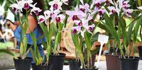 Diversas flores, plantas ornamentais, além de suculentas e cactos, orquídeas, bromélias, entre outras, estarão disponíveis para venda