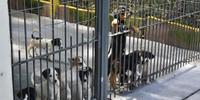 Atualmente, estão abrigados no local cerca de 80 animais