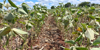 Estiagem provoca danos na agricultura do RS 