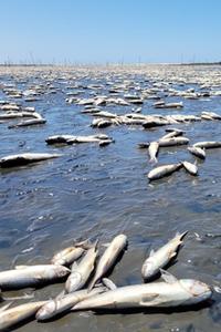 A lagoa secou totalmente em diferentes pontos, revelando milhares de peixes mortos.