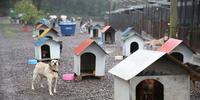 Desde outubro de 2016, a prefeitura acolhe em um canil em torno de 500 cães