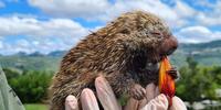 O alimento contribuirá no reforço calórico necessário para preparar os animais para o inverno