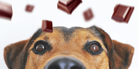 Cachorros não podem e não devem comer chocolates