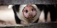 Pesquisadores analisaram 14 fazendas de porcos na Dinamarca