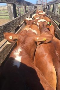 Doença decorrente da infestação por carrapato é responsável por cerca de 100 mil mortes de bovinos e bubalinos por ano no Rio Grande do Sul, segundo estima a Secretaria de Agricultura