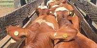 Doença decorrente da infestação por carrapato é responsável por cerca de 100 mil mortes de bovinos e bubalinos por ano no Rio Grande do Sul, segundo estima a Secretaria de Agricultura